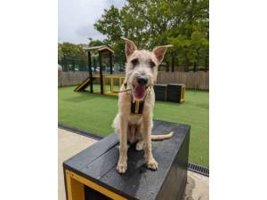 Watkins - Male Lurcher Photo