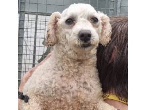 Flip - Female Bichon Frise Photo