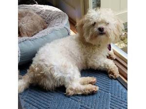 Monday - Female Shih Tzu Cross Bichon Frise Photo