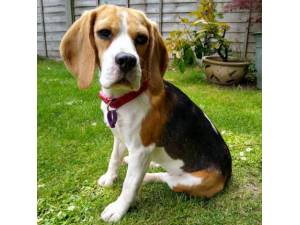 Swany - Female Beagle Photo