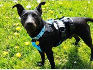 FLYN - Patterdale Terrier (Fell Terrier) Photo