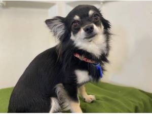 TINY TIM - Chihuahua Photo