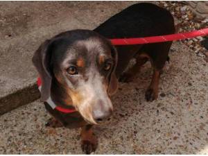 ROXY - Dachshund (Smooth coat) Photo