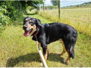 ZION - Crossbreed/Unknown Photo