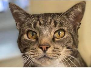 MOGGY - Domestic Shorthair
crossbreed Photo