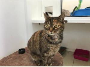 MIA - Domestic Shorthair
crossbreed Photo