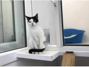 DOROTHY - Domestic Shorthair
crossbreed Photo