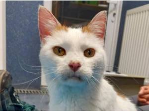 FINN - Domestic Shorthair
crossbreed Photo