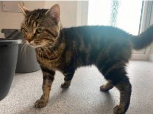 TYSON - Domestic Shorthair
crossbreed Photo