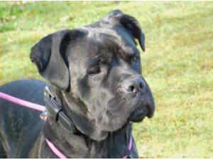 RUBY - Cane Corso
crossbreed Photo