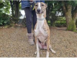 MAISIE - Lurcher
crossbreed Photo