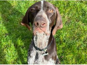 FERGUS - Pointer Photo