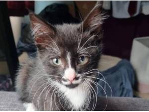 ROSE AND GRETA - Domestic Shorthair
crossbreed Photo