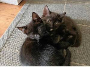 JESSIE AND MAISIE - Domestic Shorthair
crossbreed Photo