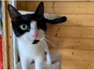 SOCKET - Domestic Shorthair
crossbreed Photo