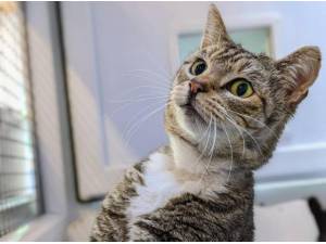 SIMON - Domestic Shorthair
crossbreed Photo