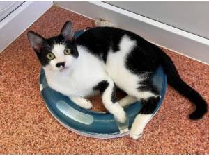 ASH - Domestic Shorthair
crossbreed Photo