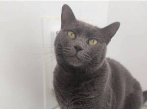MARBLE - Domestic Shorthair
crossbreed Photo