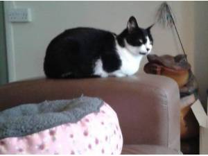 TINKERBELLE - Domestic Shorthair
crossbreed Photo