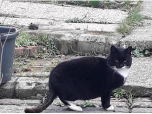 MAXI - Domestic Shorthair
crossbreed Photo