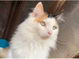 SAMMI - Domestic Longhair
crossbreed Photo