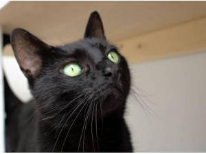 BAGHEERA - Domestic Shorthair
crossbreed Photo
