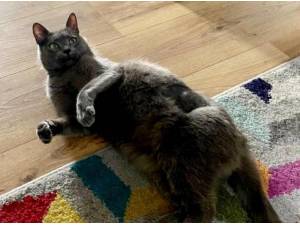 RUBY - Domestic Shorthair
crossbreed Photo