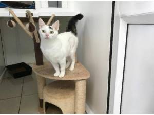 POLLY - Domestic Shorthair
crossbreed Photo