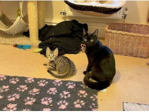 CLAUDIA AND KITTENS - Domestic Semi
crossbreed Photo
