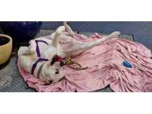 Zeusy - male American Bulldog Photo