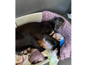 Sunny - Male Greyhound Photo