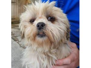 Hazer - Female Shih Tzu Photo