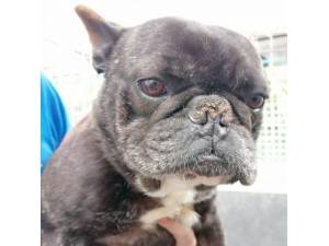 Helly - Female French Bulldog Photo