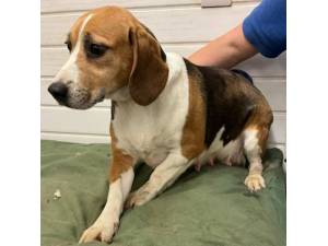Blush - Female Beagle Photo