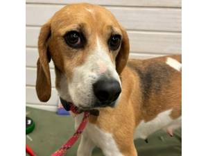 Brecon - Female Beagle Photo