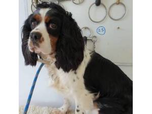 Zita - Female Cavalier King Charles Spaniel Photo