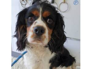 Ziva - Female Cavalier King Charles Spaniel Photo