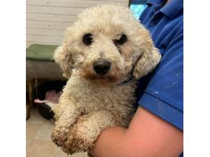 Haku - Female Bichon Frise Cross Maltese Photo