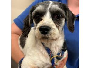 Harriet - Female Maltese Cross Photo