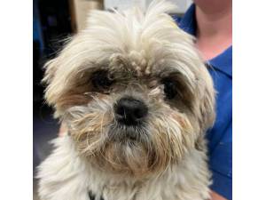 Hint - Female Shih Tzu Photo