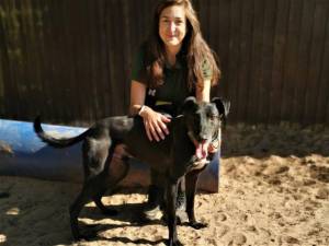 Barney - Male Lurcher Photo
