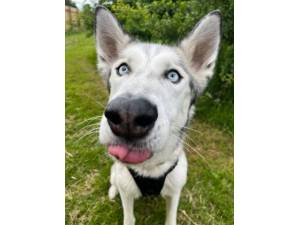 Baymax - Male Siberian Husky Photo