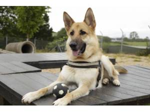 Beau - Female German Shepherd Dog (GSD / Alsatian) Photo