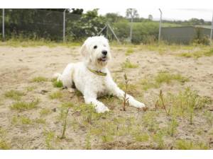 Daisy - Female Poodle: Standard Photo