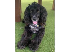 Hardy - Male Cocker Spaniel Photo