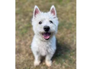 Harley - Male West Highland White Terrier Photo