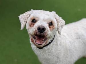 Henry - Male Bichon Frise Photo