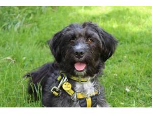 Jazz - Male Terrier Cross Photo