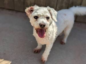 Kenny - Male Bichon Frise Photo