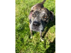 Milo - Male Mastiff: Old English Photo